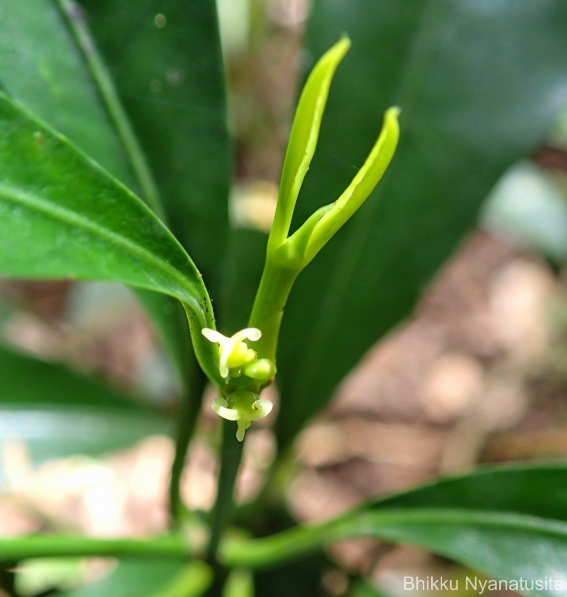 Excoecaria oppositifolia Griff.